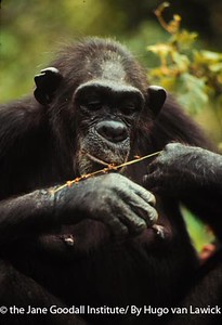 "Chimpanzee Flo, uses this stick as a tool to get termites out of the mound and eat them. Flo was the matriarch of the F Family in Gombe National Park in Tanzania."
