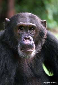 "Chimpanzee Freud was the alpha male at Gombe until his younger brother Frodo challenged him. "