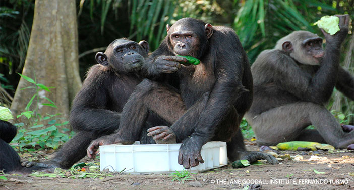Tchimpounga Chimps