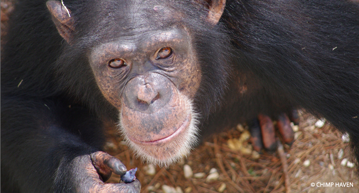 Chimpanzee looks to the open sky at Chimp Haven