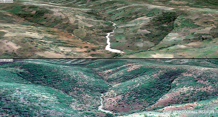 Forest restoration in KigalyeCRWM