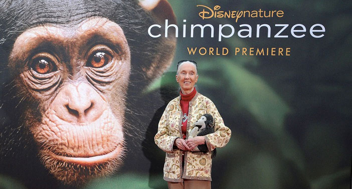 DCF20th_GFAN_CHIMPANZEE