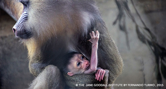 DCF20th_GFAN_mandrills