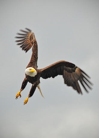 Bald Eagle fishing in Howe Sound.