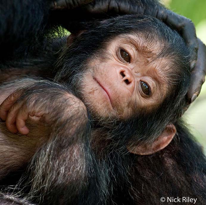 Infant Fifti in Gombe National Park