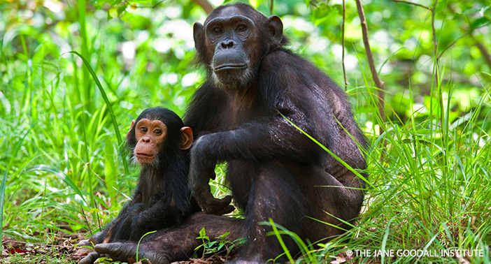 Gombe Chimps