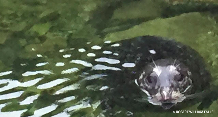 A friendly Harbor Seal in Fisherman’s Cove.
