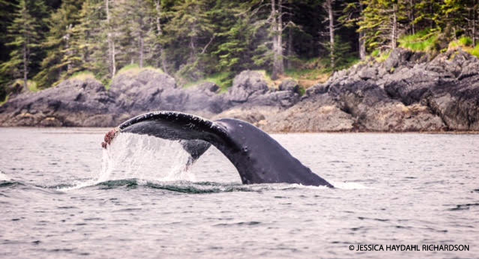 Pacific Humpback Whale sounding in the Salish Sea.