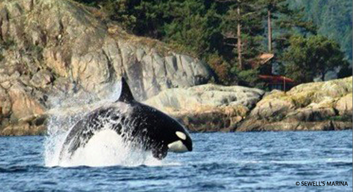 Transient Orca (Killer) Whale hunting in Howe Sound.