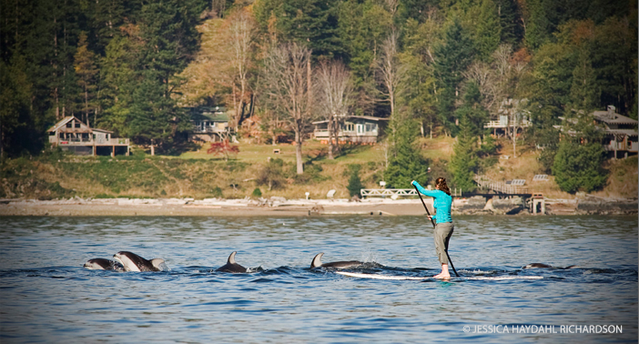 A paddle boarder is escorted by White-Sided Dolphins off Bowyer Island.