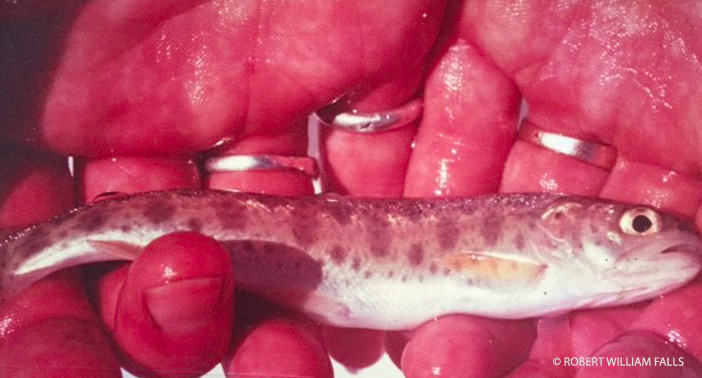 A healthy juvenile Rainbow Trout native to Britannia Creek before measurement and release.