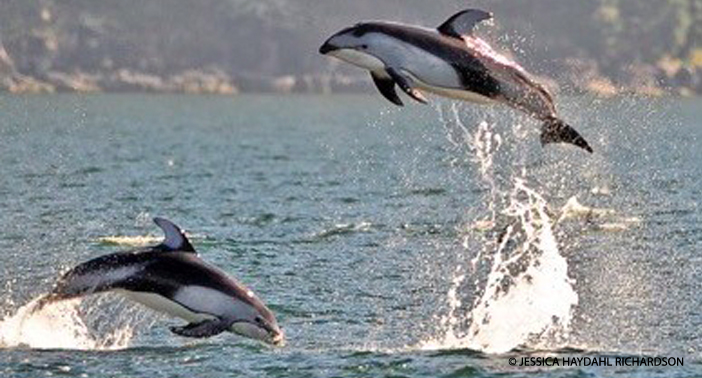 White-Sided Dolphins cavorting in Howe Sound.