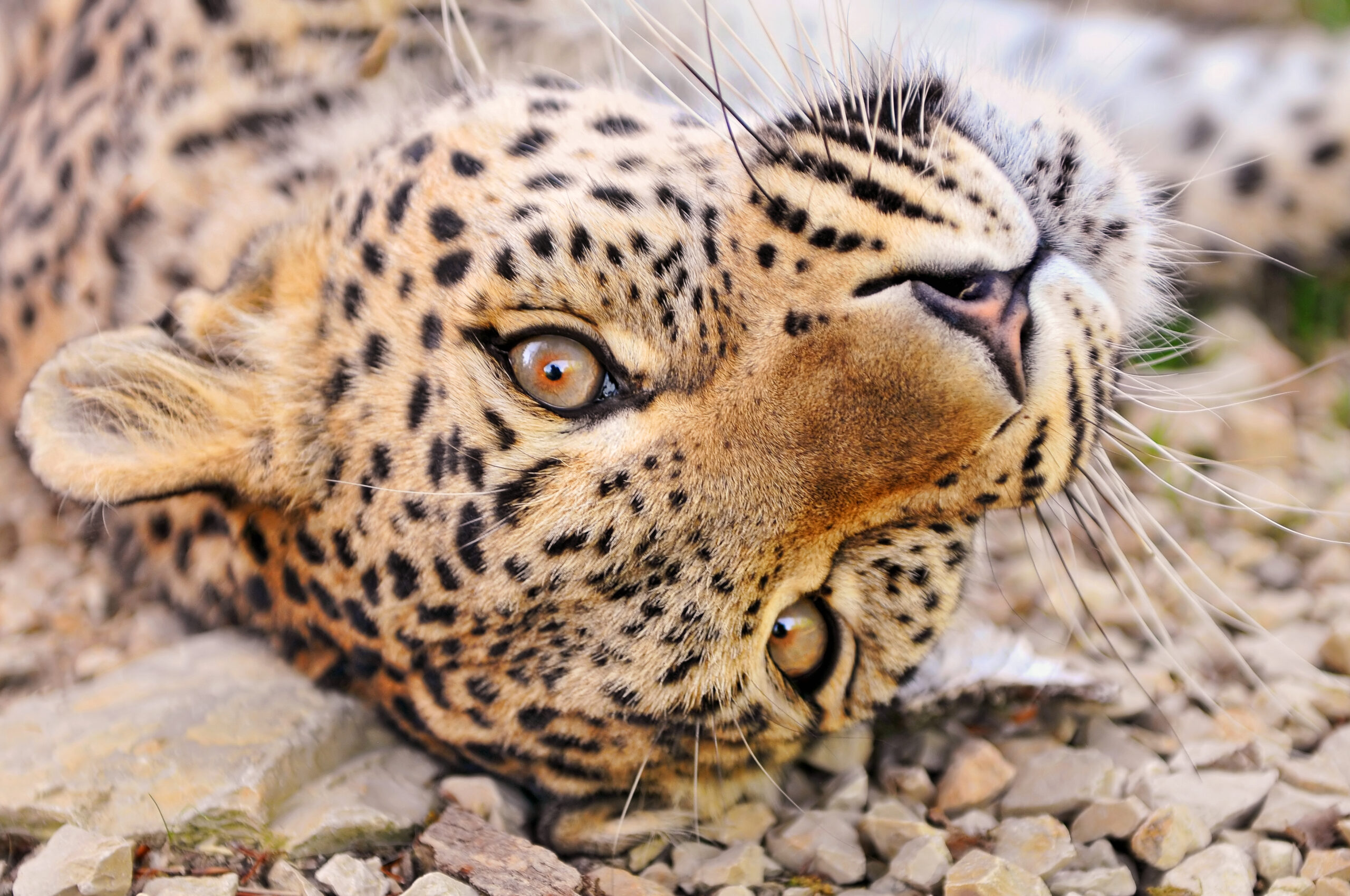 via Tambako The Jaguar Flickr