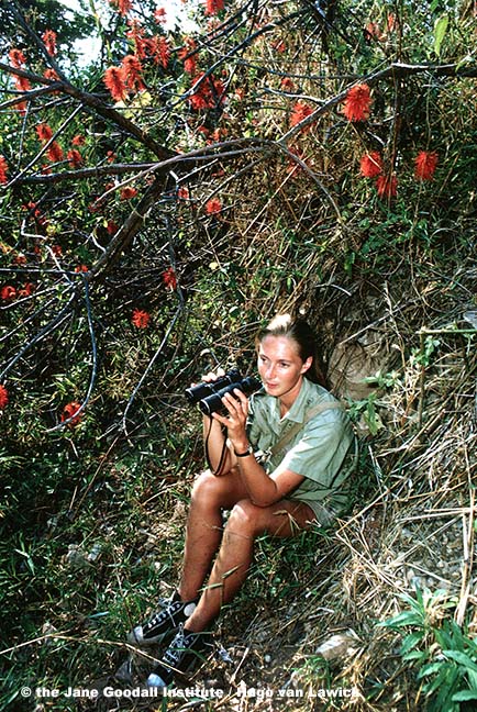 Researcher Jane Goodall spent countless hours hidden in the vegetation, observing the chimps through binoculars.