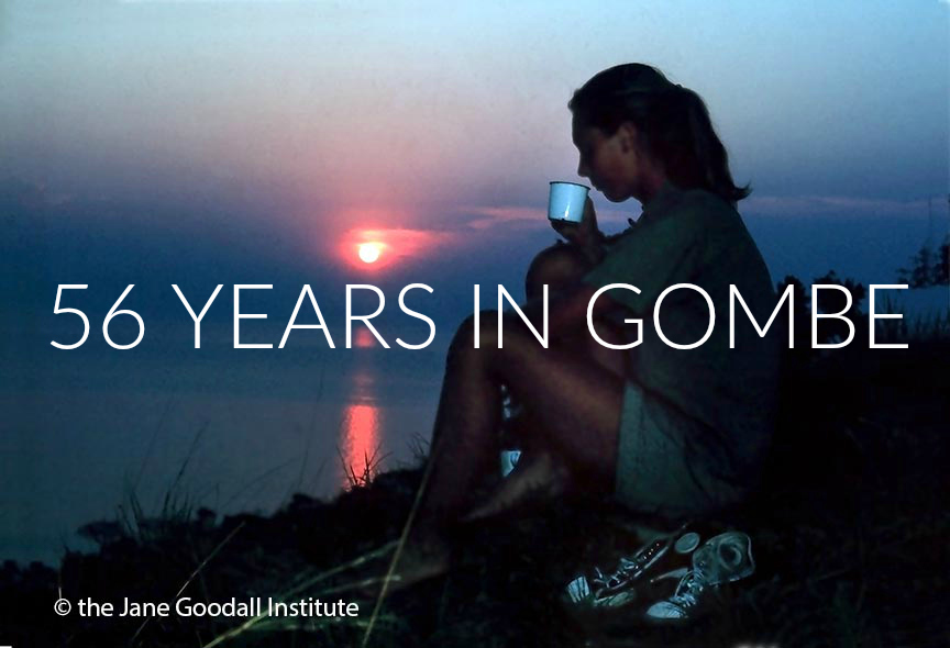 Through the Binoculars: #TBT 56 YEARS IN GOMBE!