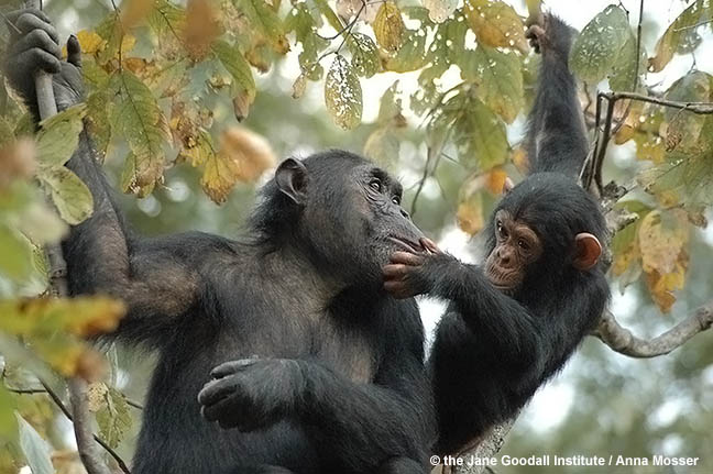 Chimpanzees Bahati and her baby Baroza at Gombe National Park, Tanzania.