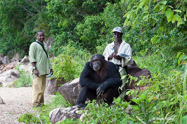 Trackers Iddi and Samson study chimpanzee Titan in Gombe National Park, Tanzania
