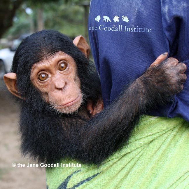 Orphan Zola at the JGI Tchimpounga Chimpanzee Rehabilitation Center in the Republic of Congo.