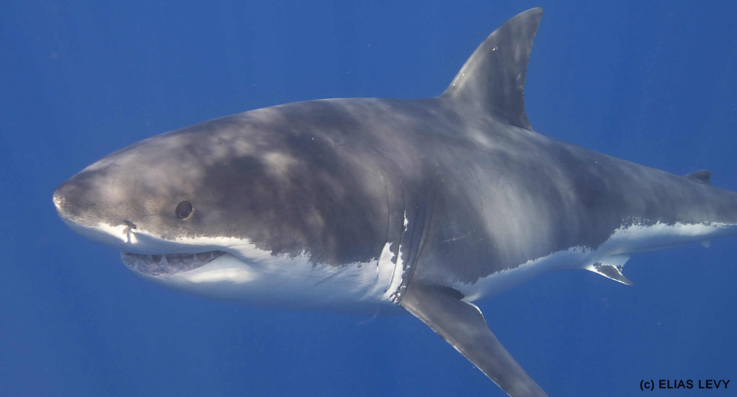 Protecting the Ocean’s Top Predators