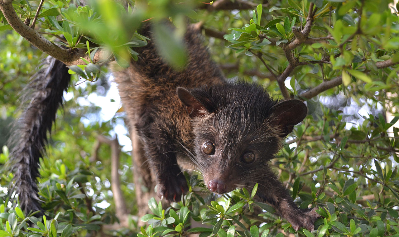 civet