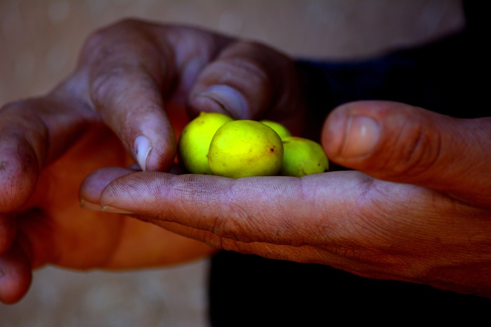 India’s Forest of Hope