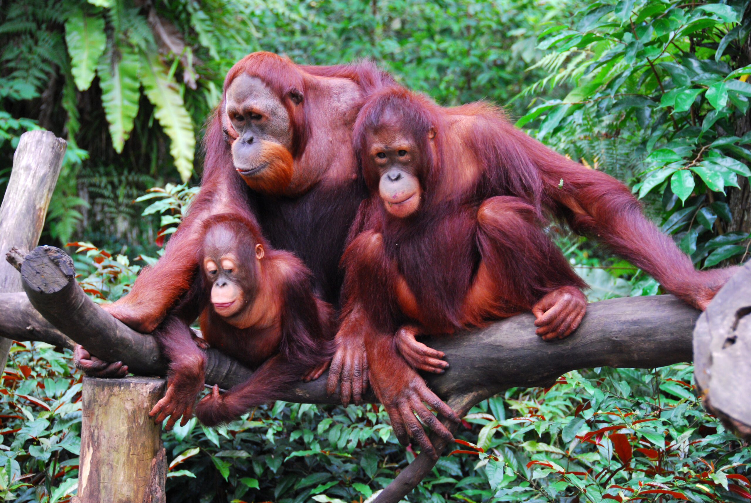 Orangutans: Humans of the Forest, Losing Their Forest