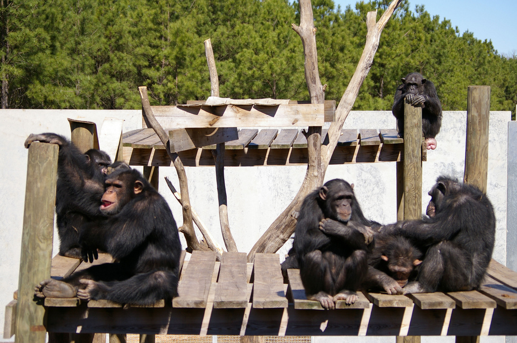 Chimp Haven chimps via Shreveport-Bossier flickr