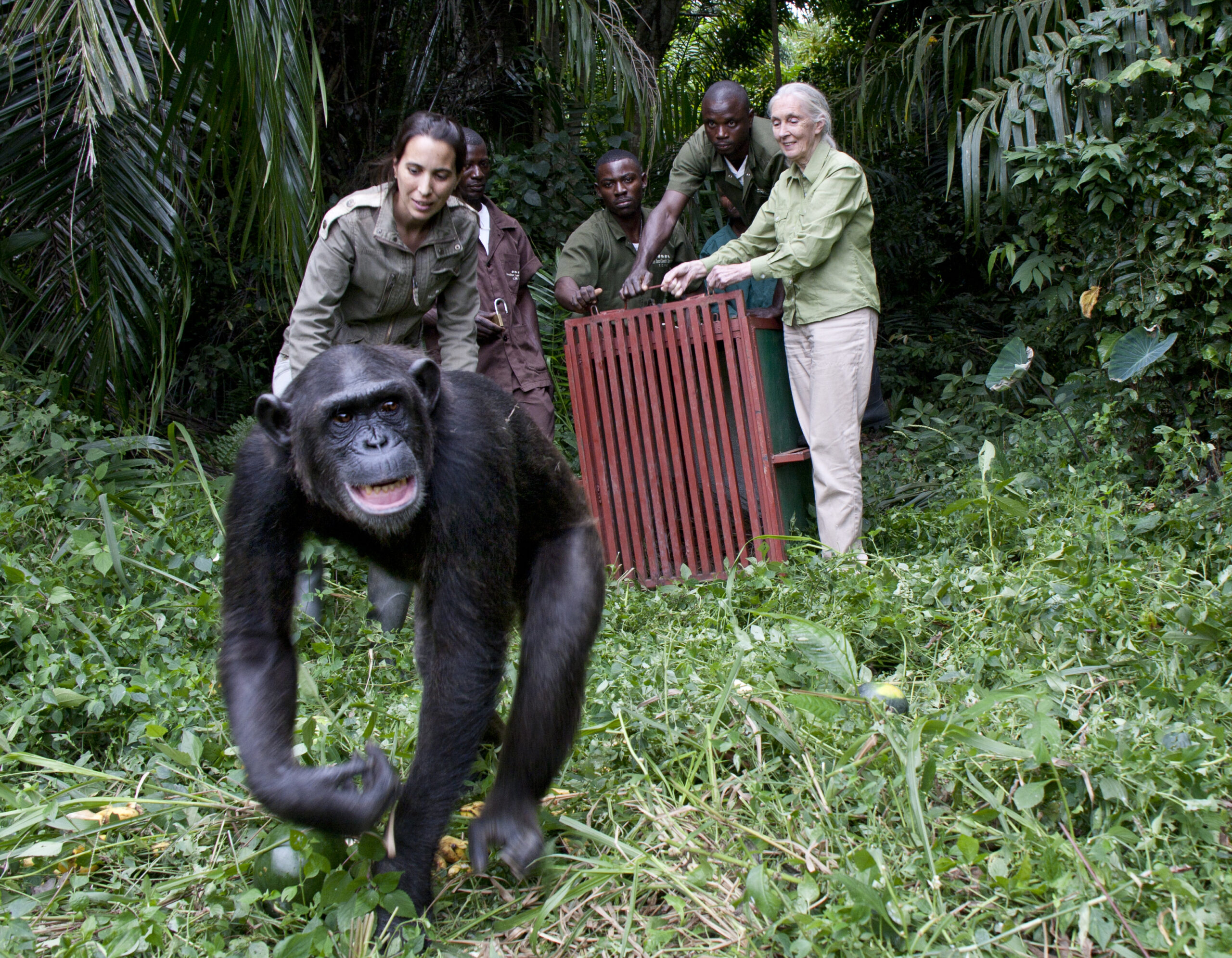 Jane Goodall and Rebeca Atencia release orphan chimpanzee Wounda on Tchindzoulou Island