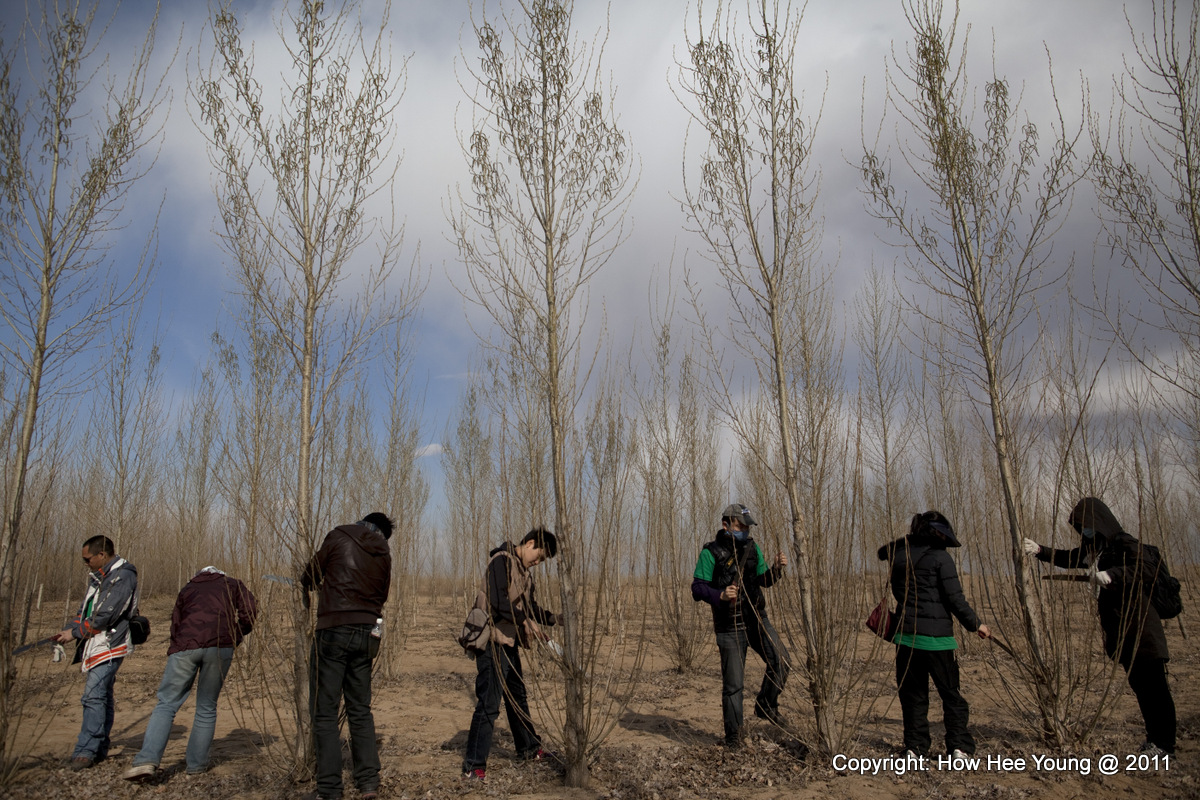 Tree planting in Inner Mongolia in China on 23-25 April 2011.
