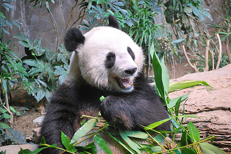IUCN Congress: Giant Pandas Are Conservation Symbol of Success
