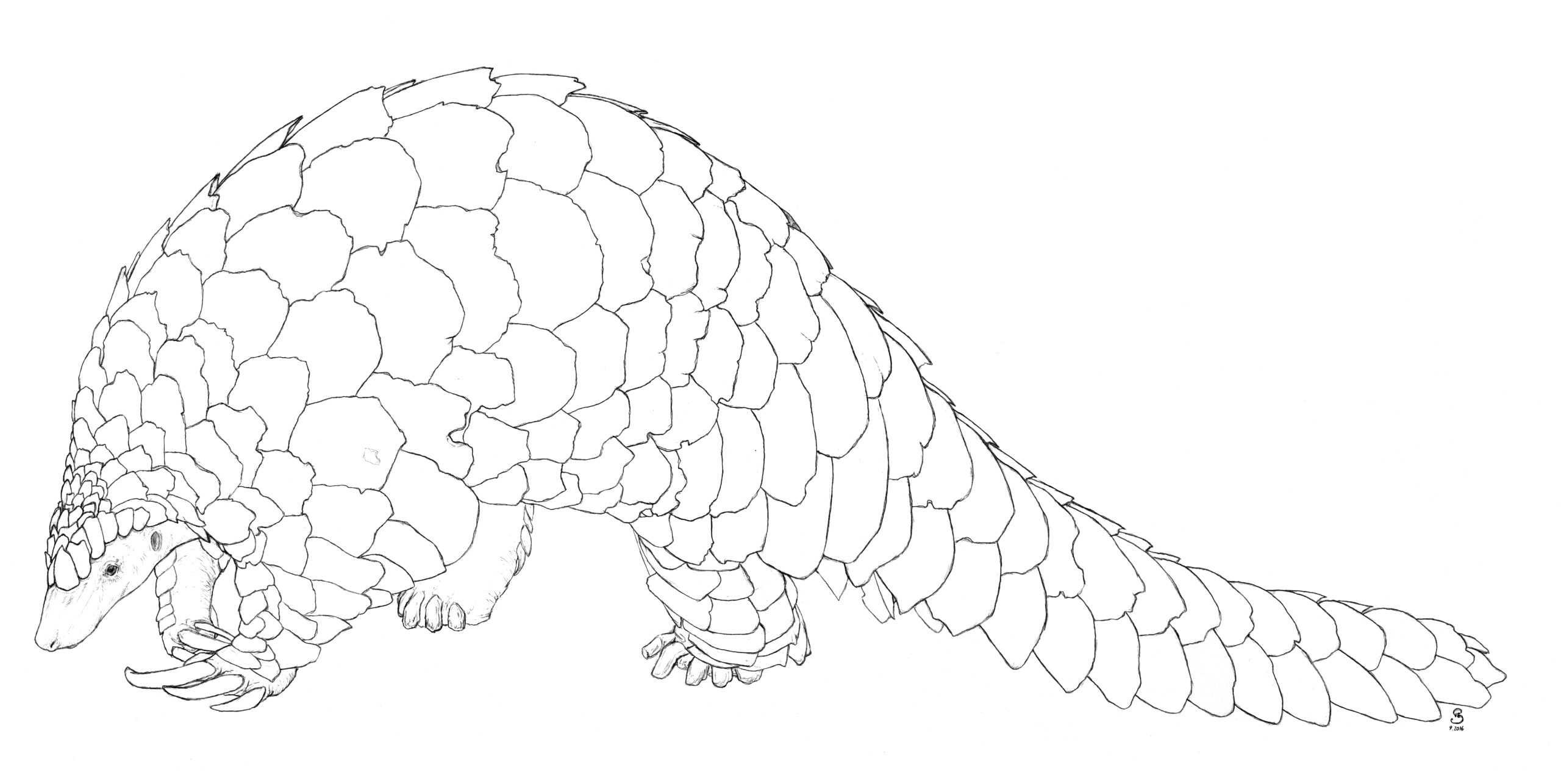 Illustration by Sean Edgerton (more info at bottom of page) 