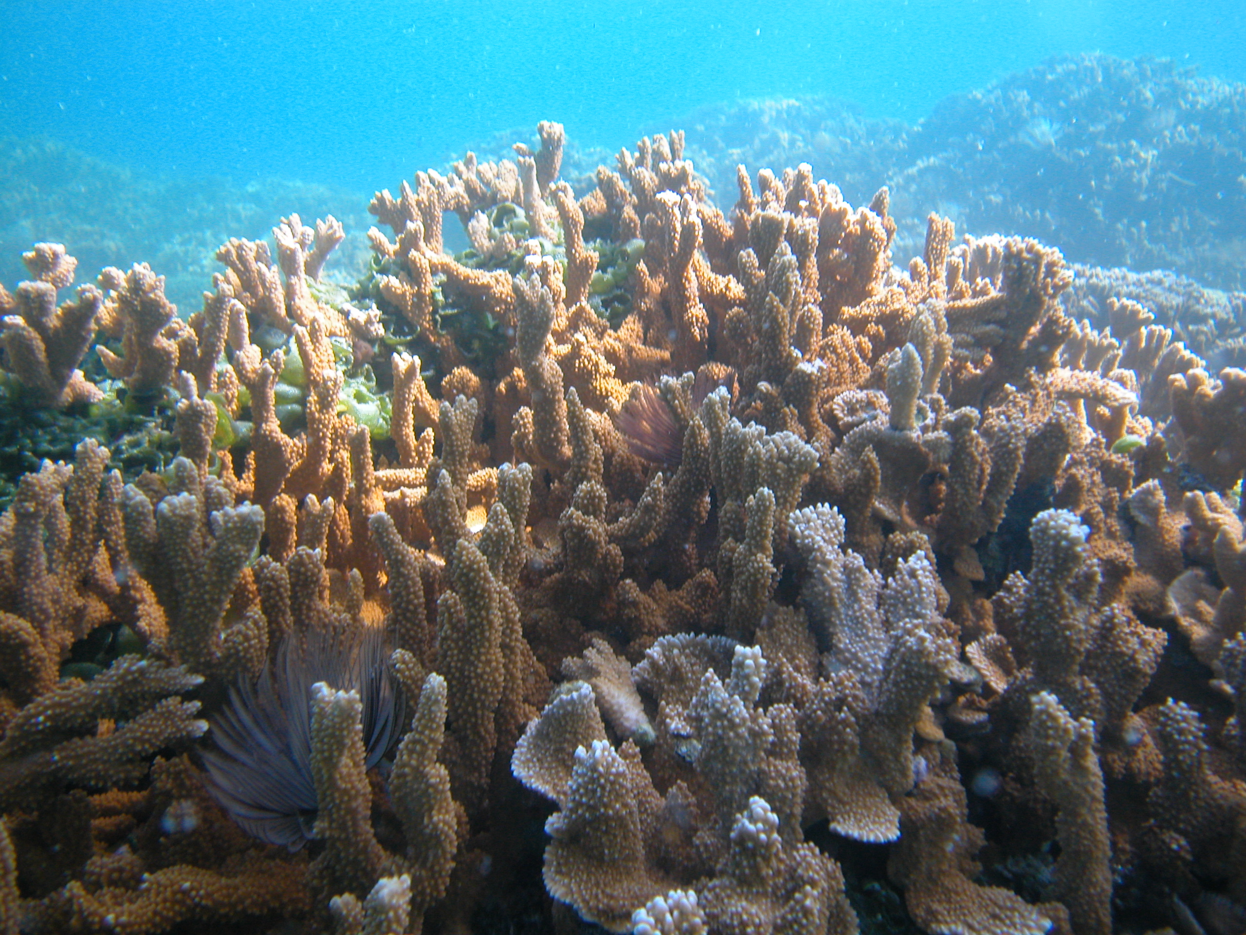 Papahanaumokuakea_marine_National_Monument._Coconut_Island,_Moku_o_Loʻe