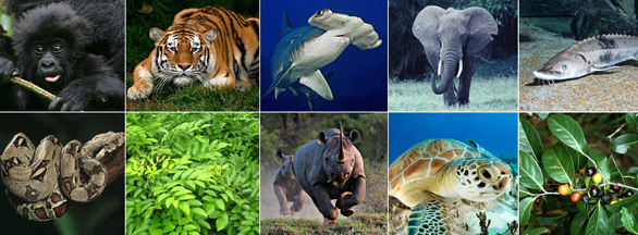 cites