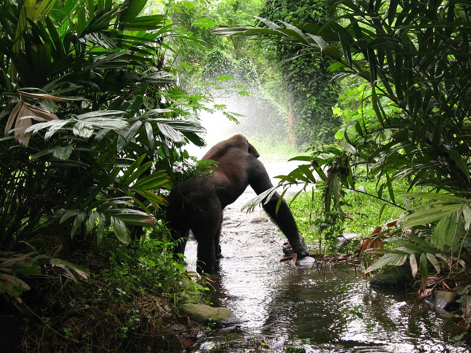 Lost in the Mist: The Fall of the Great Apes