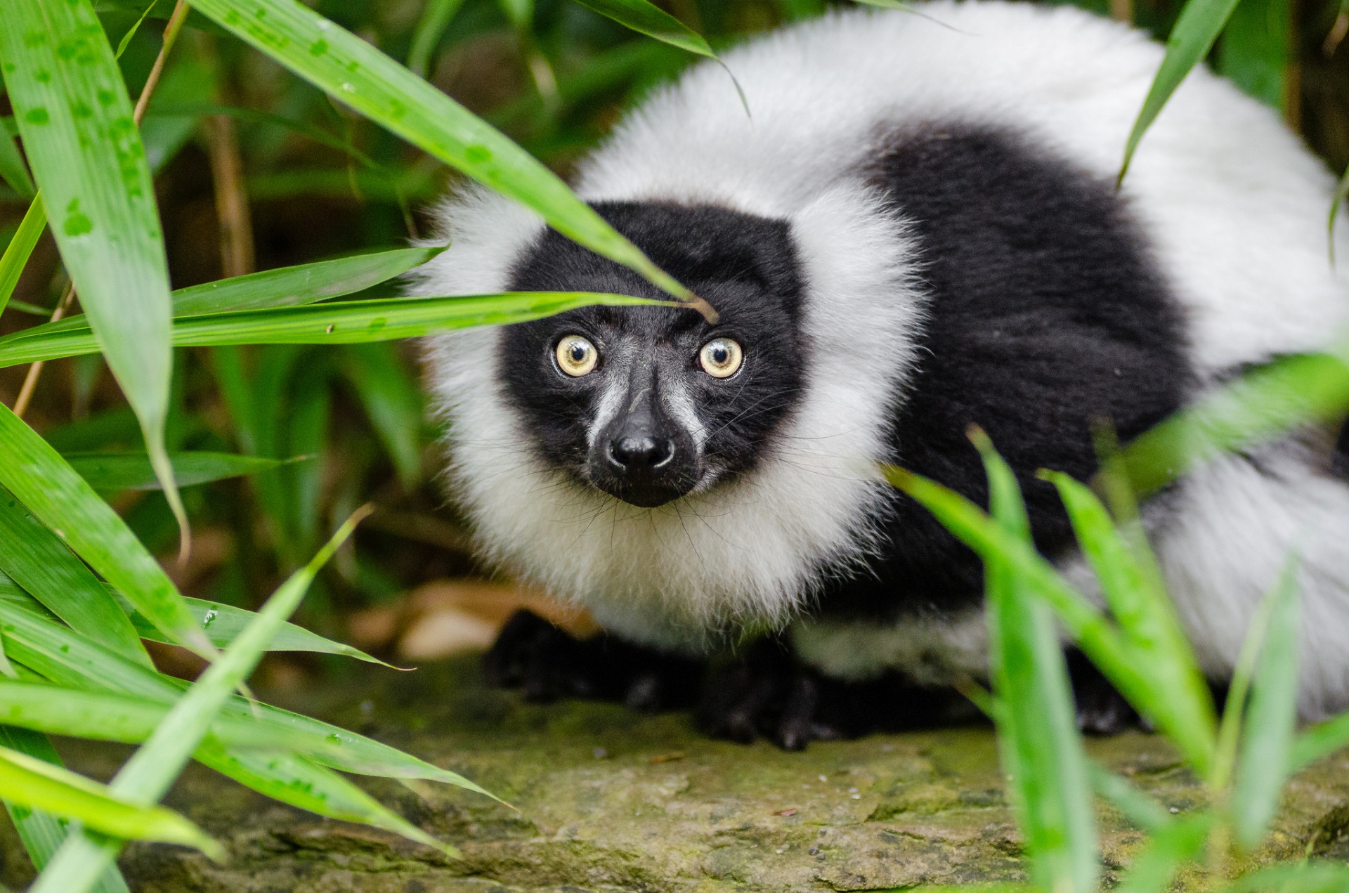 lemurien-de-madagascar-1456514518hbn
