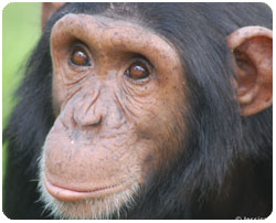Mowgli, male chimp from JGI South Africa Chimp Eden