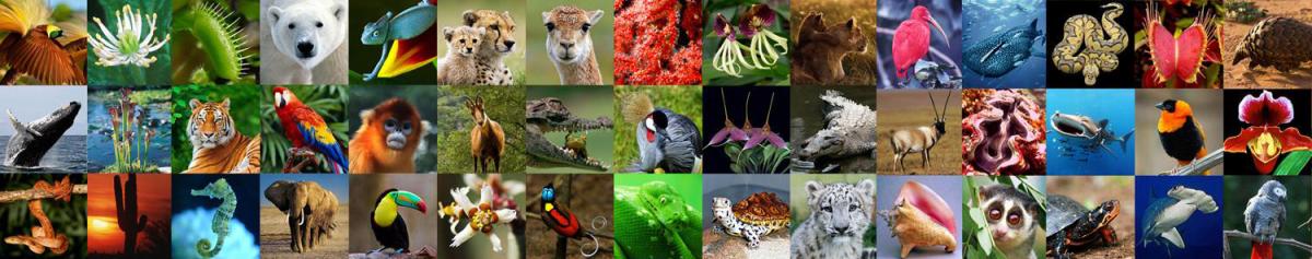 Will CITES Conference Provide Hope for Wildlife?