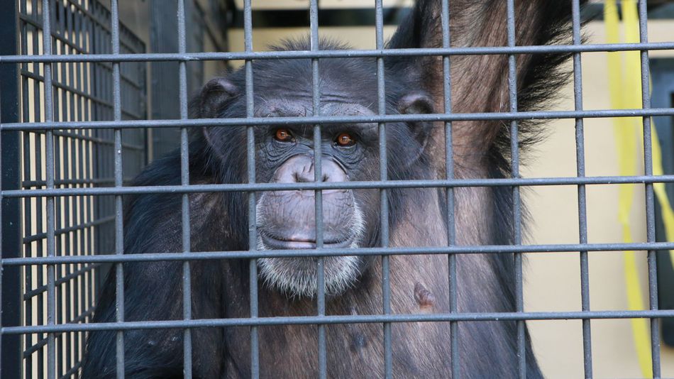 image: Project Chimps