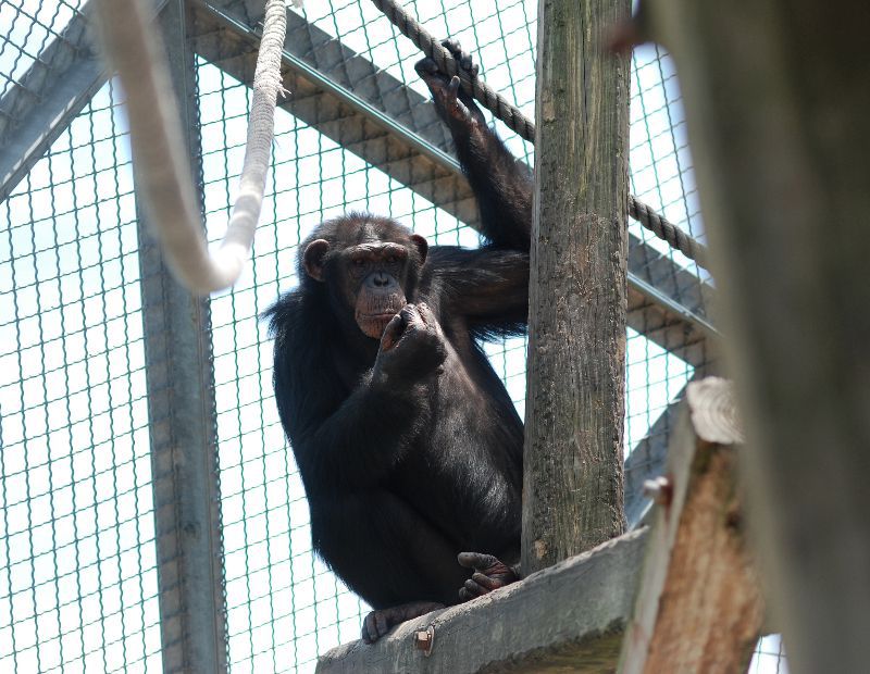 Image: Project Chimps