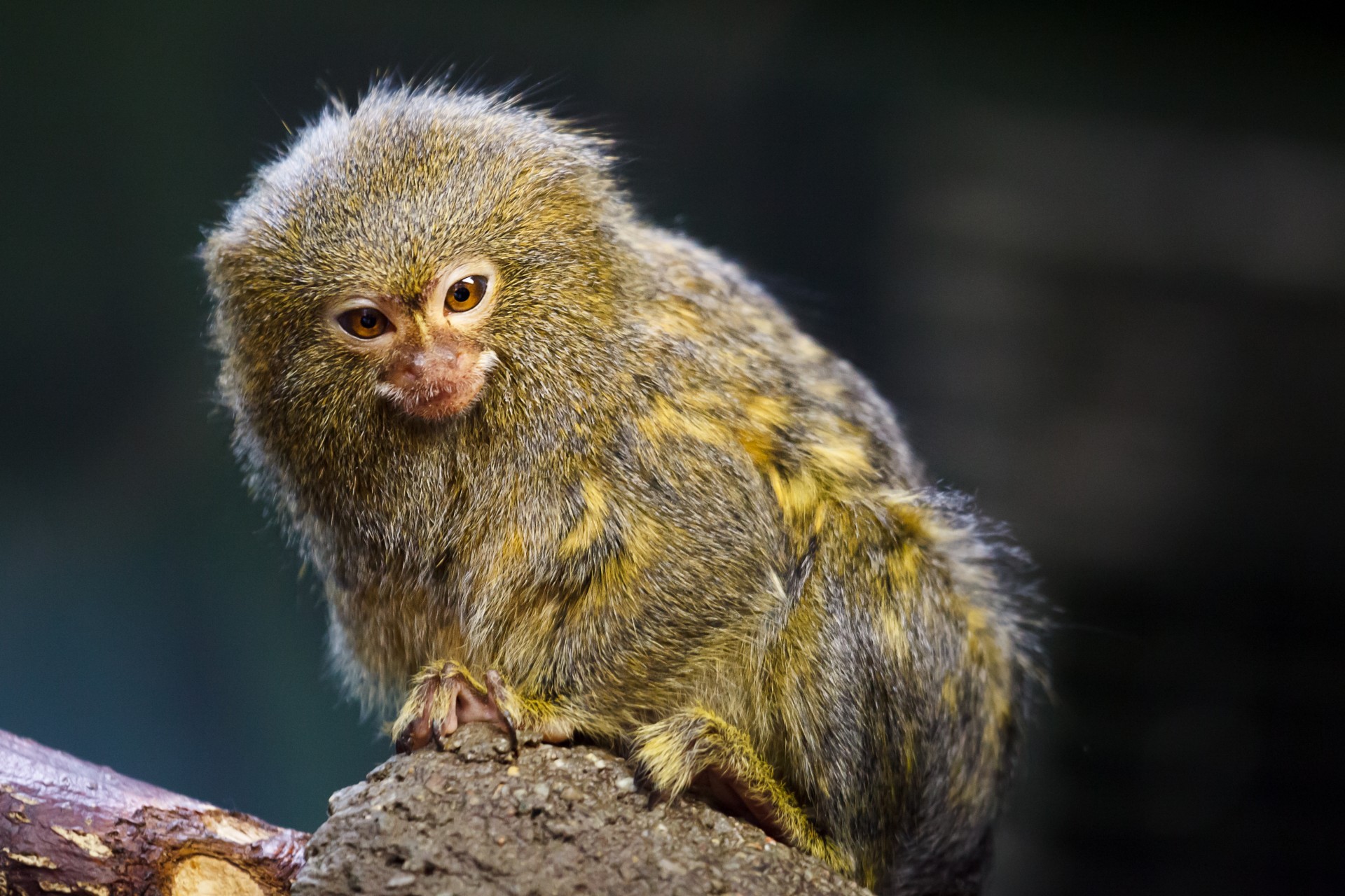 pygmy-marmoset-1440482961tgM