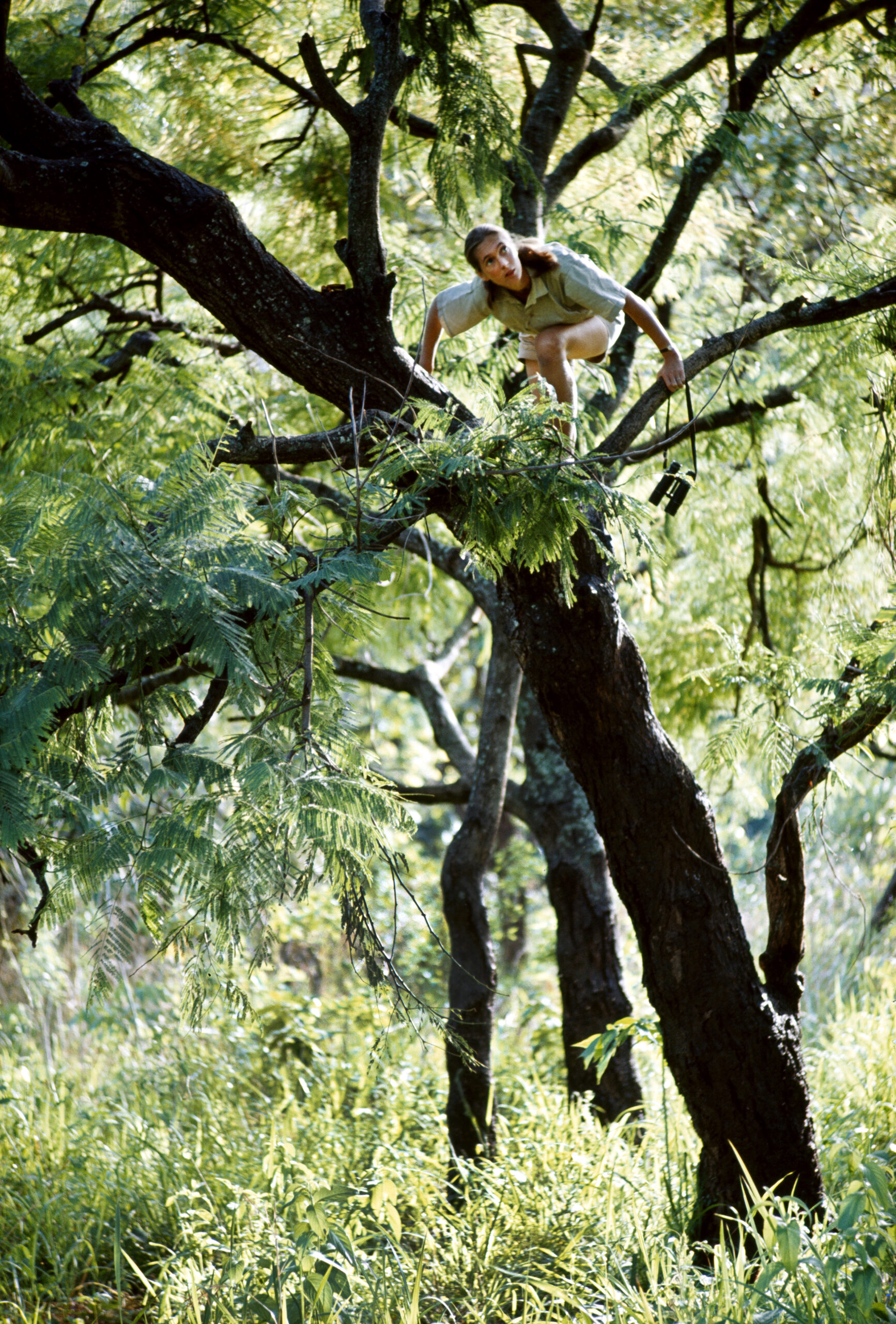 Zoologist with binoculars climbs a tree to better view chimpanzees.