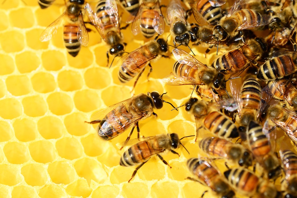 Roots & Shoots Project of the Month (POTM) : The Great Pollinator Hunt