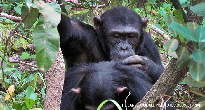 Fudge, Gombe's new alpha male grooming his brother Fundi.