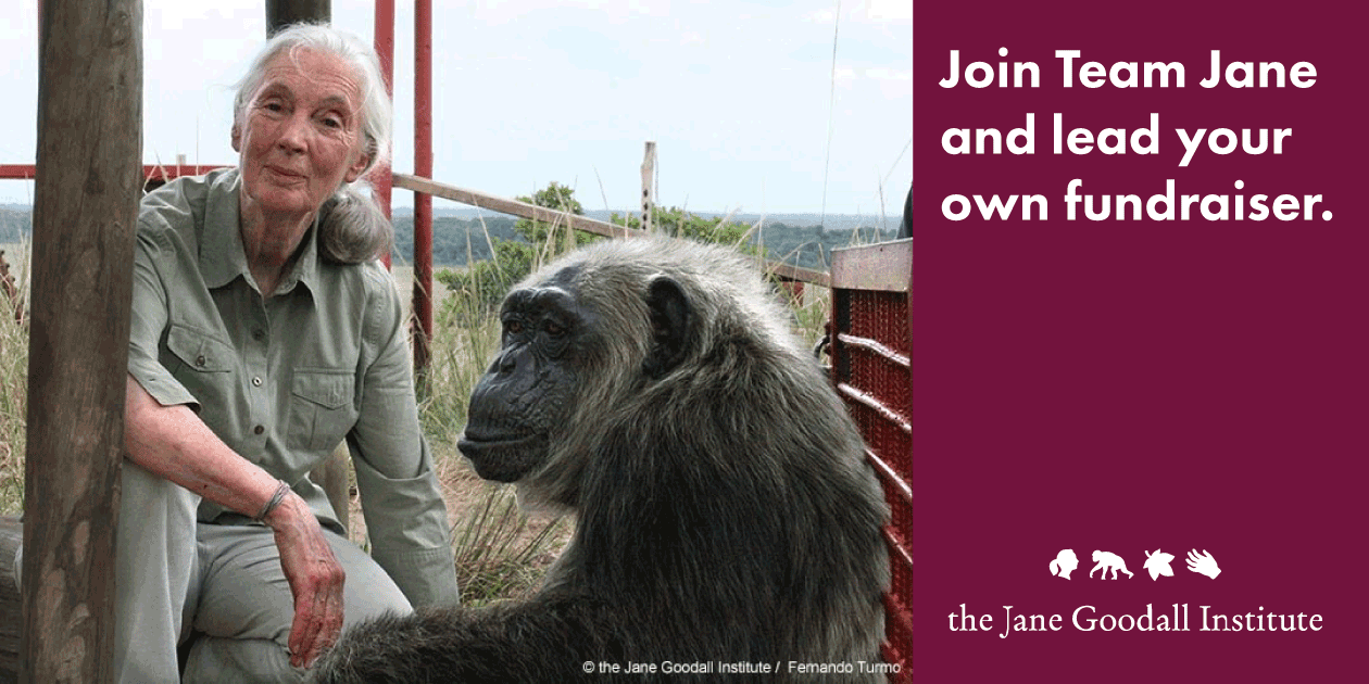 TeamJane_GiftGuide_JaneGoodallInst