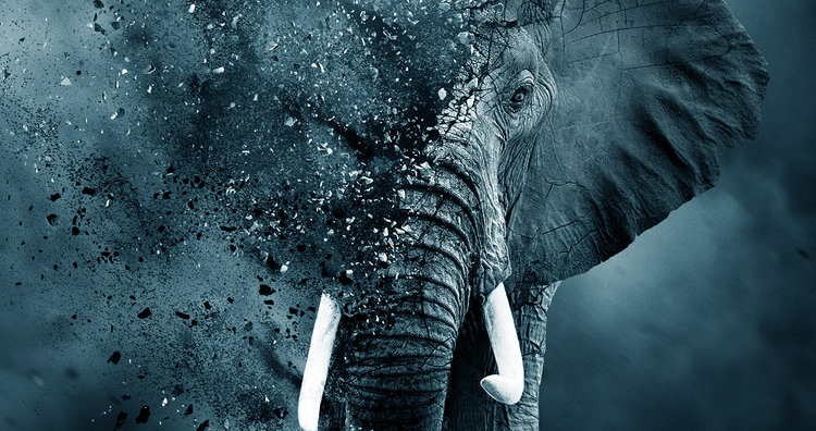 When the Buying Stops, the Killing Can Too: “The Ivory Game” Review