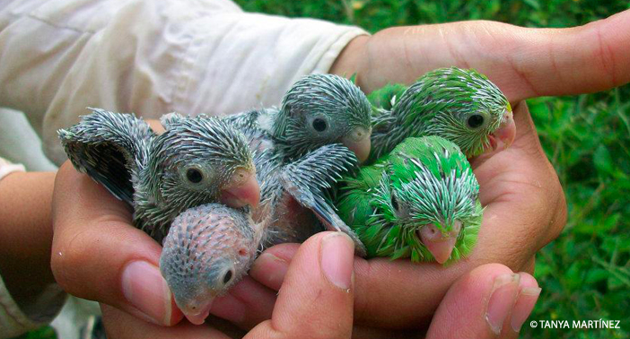 Baby Parrots WM CR