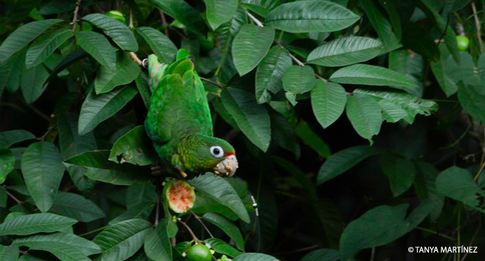 Parrot Eating WM CR
