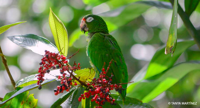 Parrot Eye Closed WM CR
