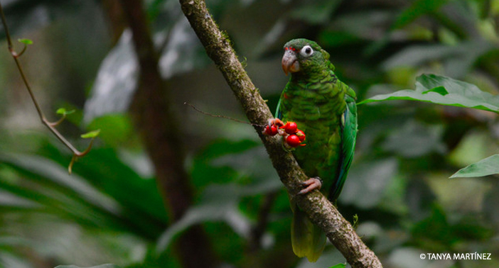 Parrot WM CR