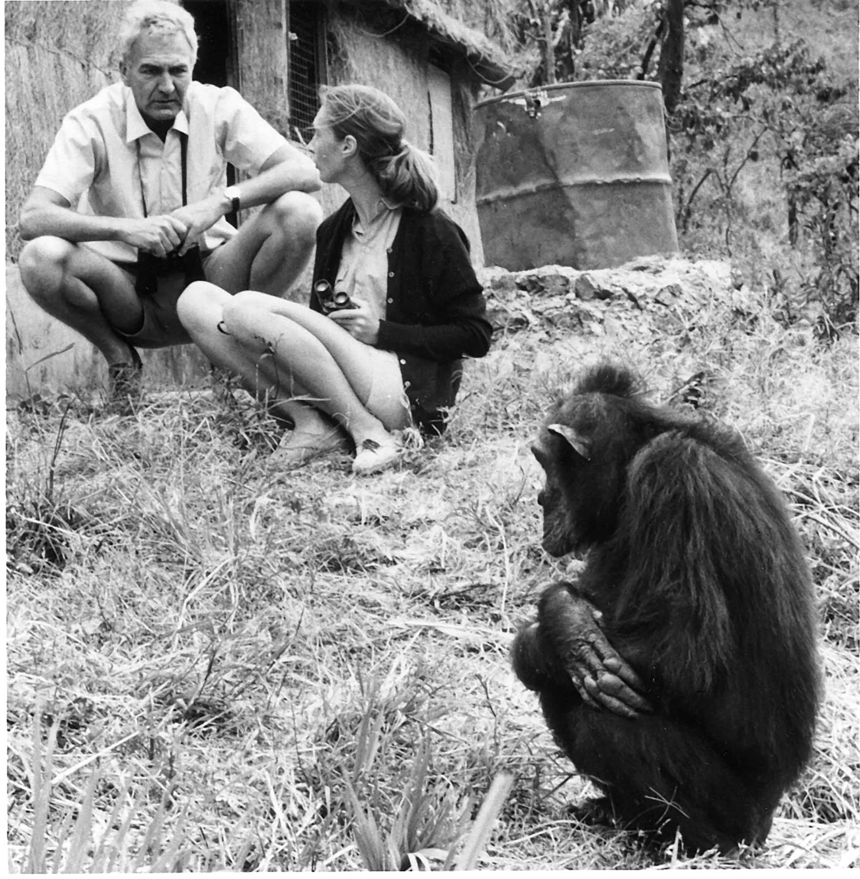 Robert Hinde, Jane Goodall, and Flo in Gombe Stream Wildlife Preserve.